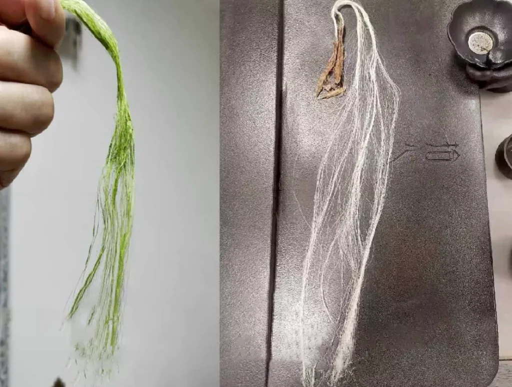 Pineapple fiber