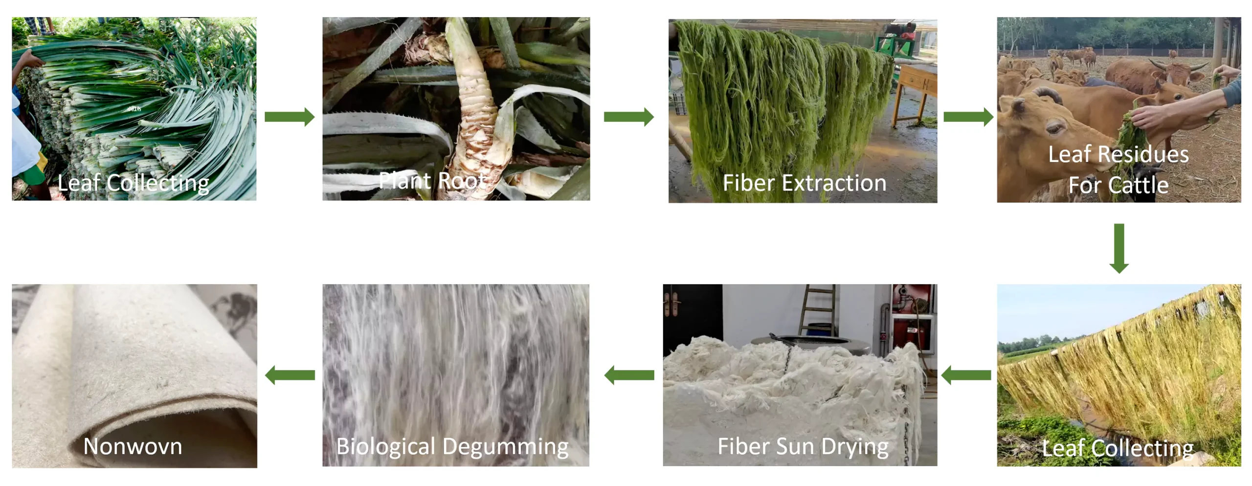 Pineapple Leather produce process